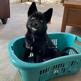 Pomsky Puppies from Pomskies 4 Dayz