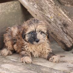Jingle - Merle male Whoodle puppy in West Bend, Iowa from Blue Skies Terriers