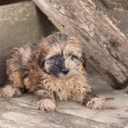 Jingle - Merle male Whoodle puppy in West Bend, Iowa from Blue Skies Terriers