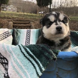 Pomsky and Siberian Husky Puppies from Cold Mountain Kennel
