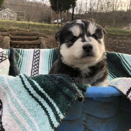 Pomsky and Siberian Husky Puppies from Cold Mountain Kennel