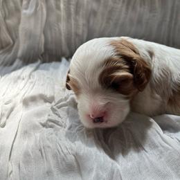 Ghost - Blenheim male Cavapoo puppy in Bloomfield, New York from Campbell Cavapoos