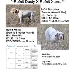 Braque du Bourbonnais puppies from Rufnit Kennels, LLC