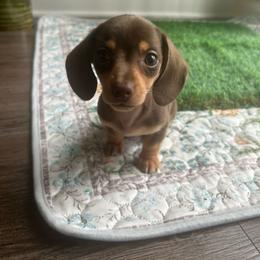 Sasha - Chocolate and tan female Dachshund puppy in Stilwell, Oklahoma from B & K Dachshunds