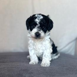 Liberty - Black and white female Cavapoo puppy in Saint George, Utah from Fitzdoodles