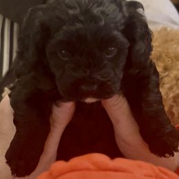 Ace - Black and white male Cavapoo puppy in Fairmont, West Virginia from Manoka's Honeybee