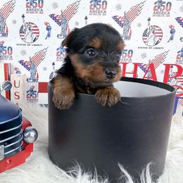 Teacup Apolla - Black and tan male Yorkshire Terrier puppy in Lithonia, Georgia from Toy Yorkies Atlanta