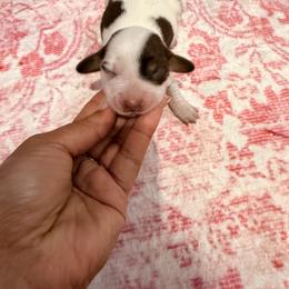 Serena - Piebald female Dachshund puppy in Magnolia, Texas from Carrie’s Countryside Dachshunds