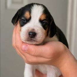 Dorthy - Blue tan and white female Beagle puppy in Lake City, Florida from Sunkissed Beagles