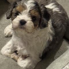 Shimmer - Merle female Cavapoo puppy in Clinton, Missouri from Garlands Doodles