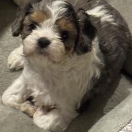 Shimmer - Merle female Cavapoo puppy in Clinton, Missouri from Garlands Doodles