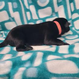 Pink Collar Female - Black female German Shepherd puppy in Cadet, Missouri from Working Valley Shepherds
