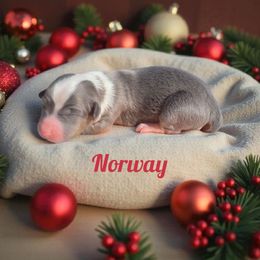 Norway - Gray and white female American Corgi puppy in Bland, Missouri from Shadey Lane Corgis
