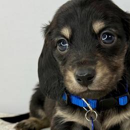 Derek💙 - Black and cream male Dachshund puppy in New Braunfels, Texas from 2 Knights Doxies