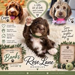 Banks - Green Collar - Brown and white male Bernedoodle puppy in Winfield, Alabama from Rose Lane Doodles