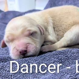 Boy 7 - male Golden Retriever puppy in Pamplin, Virginia from Hope & Joy Acres