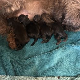Shih Tzu Puppies from Liz Shih Tzu Cuties