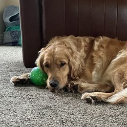 Golden Retriever All Grown Up from Jesse Hinckley's Golden Retrievers
