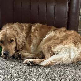 Golden Retriever All Grown Up from Jesse Hinckley's Golden Retrievers