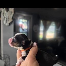 George - Black and tan male Companion Cross puppy in Post Falls, Idaho from Splootin’ around Corgi’s