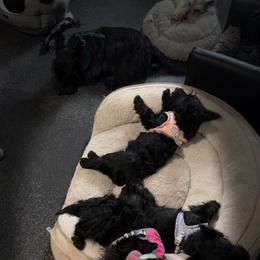 Princess 7 months old - Black female Scottish Terrier puppy in Mancelona, Michigan from Stefany Farm of Happiness