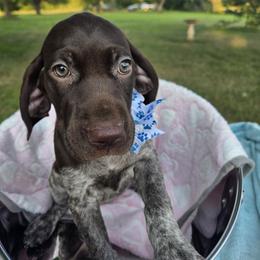 Cavalier King Charles Spaniel, German Shorthaired Pointer, and Golden Retriever Puppies from Northern Lights Goldens