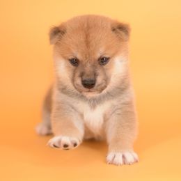 Hiro -FULL REGISTRATION INCLUDED- - Red male Shiba Inu puppy in Neosho, Missouri from Kenny Cave K9s