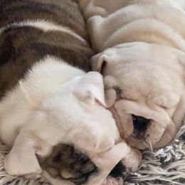 Bulldogs from McKenzie Bulldogs