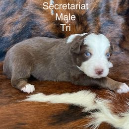 Australian Shepherd Puppies from Victoria Abbott