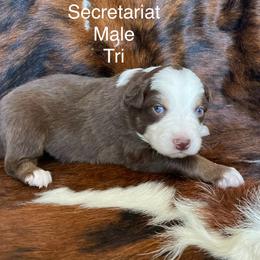 Australian Shepherd Puppies from Victoria Abbott
