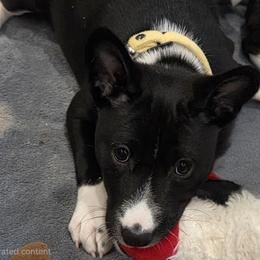 Girl 1 - Heart of the Ocean - Black and white female Basenji puppy in Lehi, Utah from Maererano Basenjis