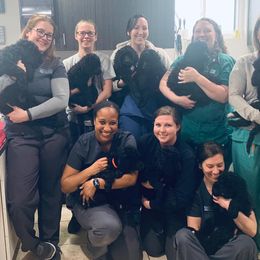 Poodle Puppies from A &A Pinedale Woods Standard Poodles