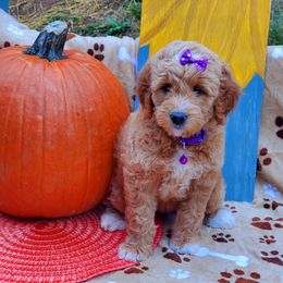 Abby - Labradoodle puppy in Statesville, North Carolina from Labradoodles of the Foothills