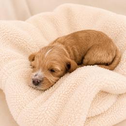Hannah - Red female Cavapoo puppy in Ephrata, Washington from Mustard Seed Cava Co.