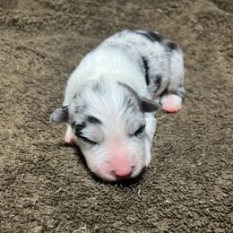 Elena - Blue merle female Border Collie puppy in Granbury, Texas from Rocking H Border Collies