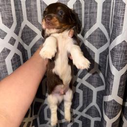 Whiskey - Chocolate and tan male Dachshund puppy in Bakersfield, California from Dreaming of Dachshunds