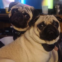 Pugs from Pardees pug puppies