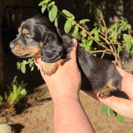 Twin - Black and tan female Dachshund puppy in Santa Rosa, California from Signature Mini Dachshunds