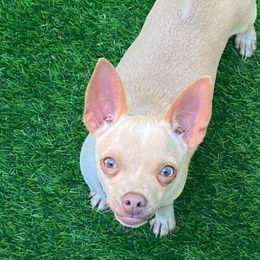 Chihuahuas from TAS Chihuahua