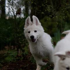 Berger Blanc Suisse Puppies from Moro Shepherds