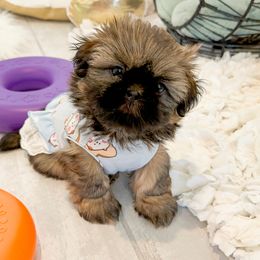 Shih Tzu Puppies from Arizona Sunrise Shih Tzus
