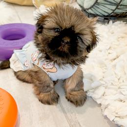 Shih Tzu Puppies from Arizona Sunrise Shih Tzus