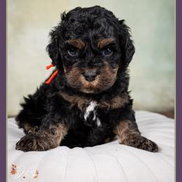 Beard - Black and tan male Cockapoo puppy in Connersville, Indiana from Deaz Doodle Ranch