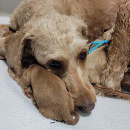 Purple Female - Apricot female Goldendoodle puppy in Great Falls, Montana from Montana Goldendoodles