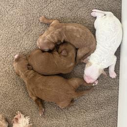 Boy 2 - Red  male Goldendoodle puppy in Schulenbrug, Texas from Wright Doodles & Poodles