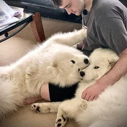 Samoyed Puppies from Velvet Sky Samoyeds (Puppies Due 3/26/22) Accepting applications now