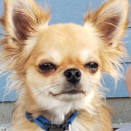 Chihuahuas from G's Chihuahuas