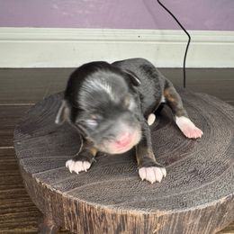 Reserved. - Black tri-color male Aussiedoodle puppy in Bakersfield, California from Annie's Aussies