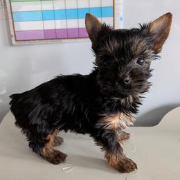 Wendy - Black and gold female Yorkshire Terrier puppy in Gatesville, Texas from KontryKritterz Yorkies