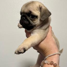 Scout - Fawn male Pug puppy in Glendale, Oregon from Azalea Pugs